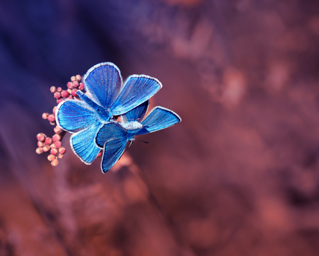 a pair of beautiful little blue butterfly sitting on meadow violet fairyの写真素材