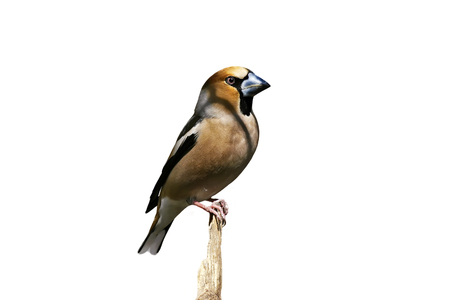 bird Grosbeak with an impressive nose sits on a stick in a Park on an isolated white backgroundの写真素材