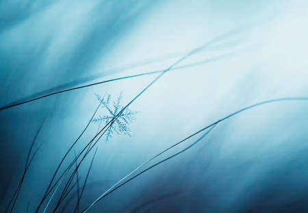 carved beautiful cold shiny little snowflake lies on the long hairs fluffy furの写真素材