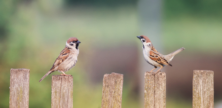 a couple of little birds sitting on an old wooden fence next to each otherの写真素材