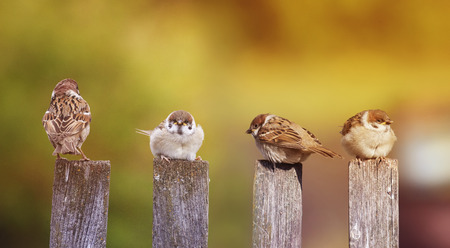 funny little birds, the sparrows sitting with Chicks on an old wooden fenceの写真素材