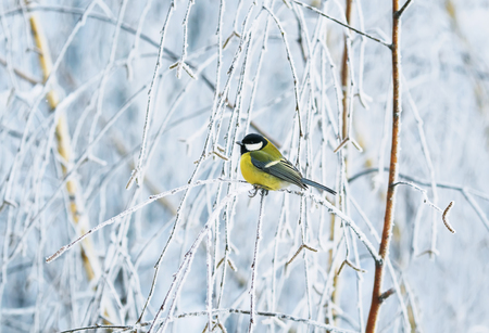 cute little bird titmouse sitting in the Park in winter the branches are covered with white fluffy frostingの写真素材