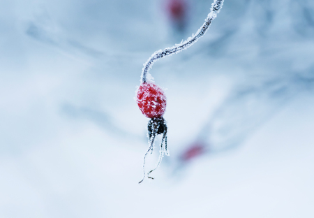 colorful ripe berries of briar covered with white frosty crystals of frost in the winter gardenの写真素材