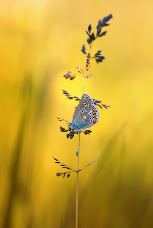 cute little blue butterfly Polyommatus Icarus sits on a blade of grass on a bright summer Sunny meadowの写真素材