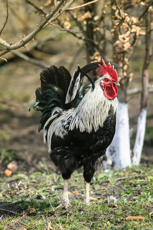 portrait of young beautiful rooster walking around the farm yard in early springの写真素材