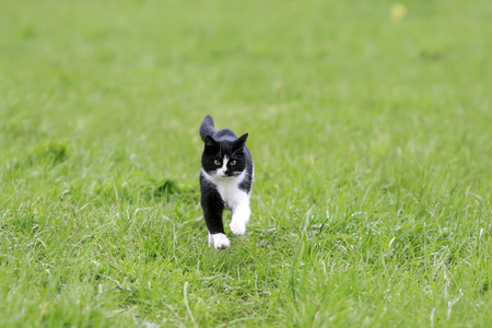 cute young cat running on a green juicy meadowの写真素材