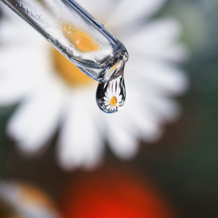clear drop of fragrant oil with the reflection of the Daisy flower drops from the glass dropper on the background of medicinal white flowersの写真素材