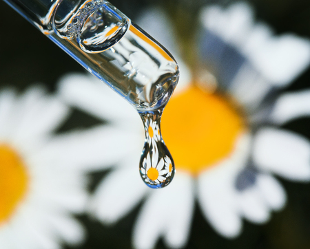 a drop of fragrant chamomile oil drops from a glass pipette on a background of medicinal white flowersの写真素材