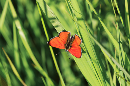 bright orange little butterfly sits on a green grass on a summer meadowの写真素材