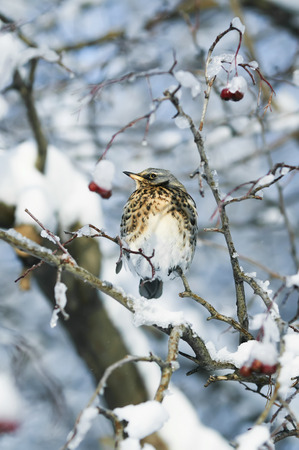 beautiful speckled thrush bird sitting on a branch with juicy berries of mountain ash in the gardenの写真素材