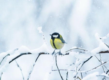 portrait of cute bird Tits on a branch covered with white snow flakesの写真素材