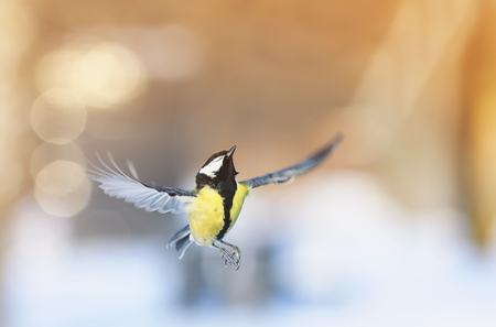 cute little bird tit in the spring garden takes off spread her wings and feathers to the sunの写真素材