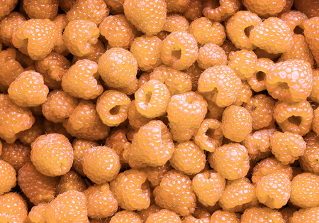 bright delicious natural background of many ripe juicy yellow fragrant raspberry berries