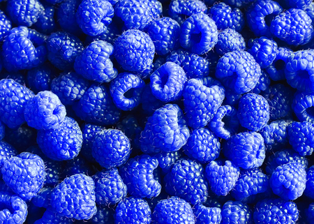 bright delicious natural background of many ripe unusual blue fragrant raspberry berriesの写真素材