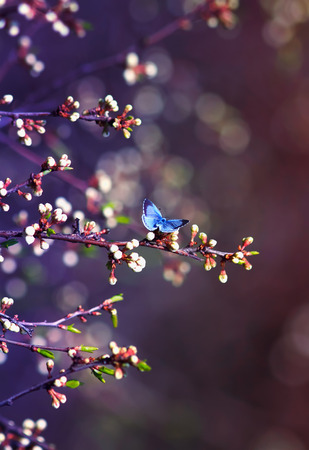 little blue butterfly, Icarus was sitting on the branch of the cherry blossoms in a fabulous spring garden in Sunny dayの写真素材