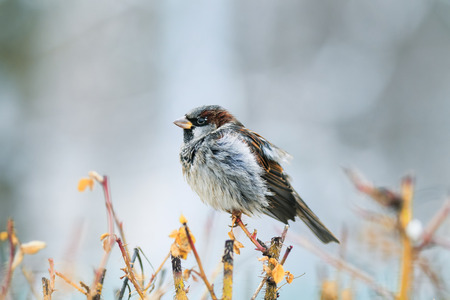 funny wet little Sparrow sits on a prickly Bush and dries feathersの写真素材