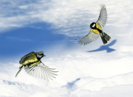 two cute beautiful Tits fluttering wide spread wings and feathers over white snow drifts in the Parkの写真素材