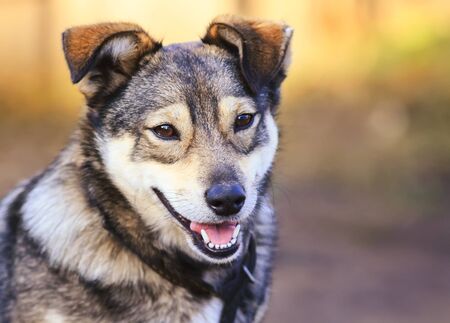 portrait of cute funny dog puppy mutts smiling friendly