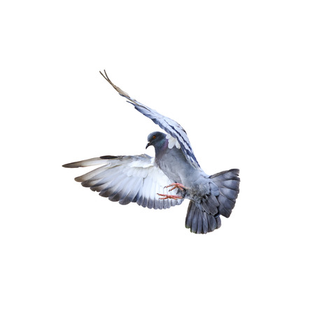 urban bird dove flying and landing on a white isolated backgroundの写真素材