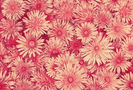 delicate beautiful natural background of many fluffy red Daisy flower headsの写真素材