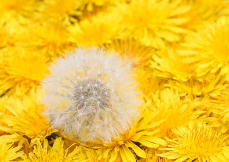 white fluffy ball with seeds lies on a beautiful natural background of a multitude of fluffy yellow...