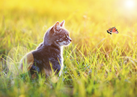 beautiful striped cat sits in the green grass on a Sunny meadow in the summer and looking at flying to the sun the butterflyの写真素材