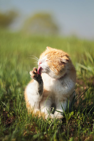 funny ginger cat tongue licking filthy hands on a green spring meadowの写真素材