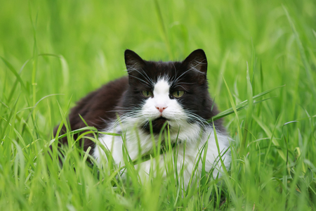 young beautiful cat lying in the grass on a green meadow on a Sunny spring dayの写真素材