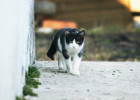  funny scared cute kitten sneaks down the path on the streetの写真素材