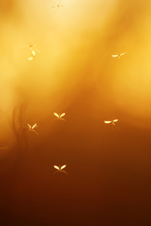 a few small insects mosquitoes with transparent wings flying against the bright red of the sunset skyの写真素材