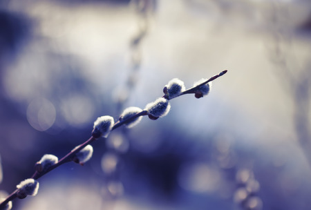 willow branches fluffy stretch to the blue spring sky in the Park over the waterの写真素材