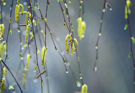 birch branches with swollen Golden buds with earrings covered with drops of morning spring rain