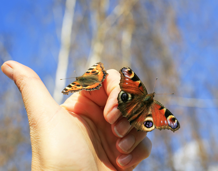 two colorful beautiful fragile butterflies sit on their fingers and are going to fly to the skyの写真素材