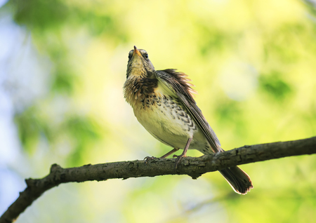 the portrait of the bird thrush sits on a branch in spring Park and cleans feathers