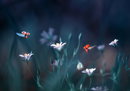  ladybugs fly in a forest clearing with beautiful white flowers in blue tonesの写真素材