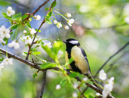 cute bird sitting in the garden on a cherry branch in white spring flowers in mayの写真素材