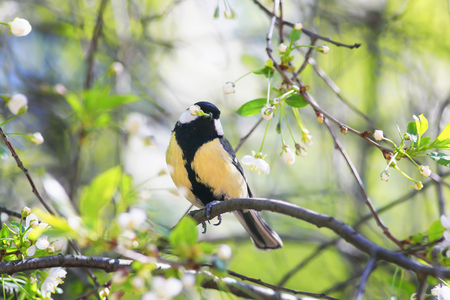 cute bird tit sitting in the garden on a cherry branch in white spring flowers in may and keeps one in its beakの写真素材