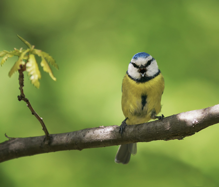 portrait of beautiful bright little bird tit sitting on a branch in the Park in spring and singing songsの写真素材