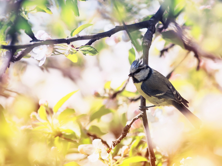 natural background with beautiful bright little lazorevka sitting on a branch of a flowering Apple tree in the spring garden の写真素材