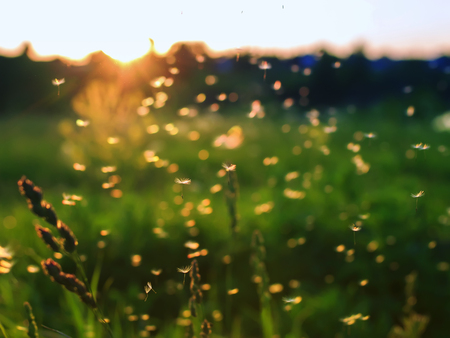 many small white light and airy dandelion seeds flying and soaring over summer meadow at sunsetの写真素材