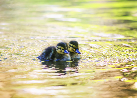 a couple of little duckling swim in the colorful pond water in Sunny spring dayの写真素材