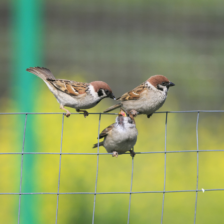 A sparrow feeding its little chick sitting on the mesh fence in the garden in springの写真素材