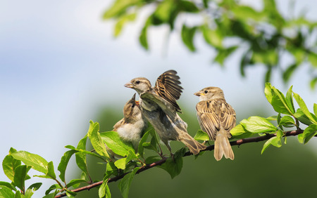 A sparrow feeding its two little funny chick sparrow sitting on a branch in spring in the gardenの写真素材