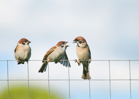 A sparrow feeding its little chick sitting on the mesh fence in the garden in spring