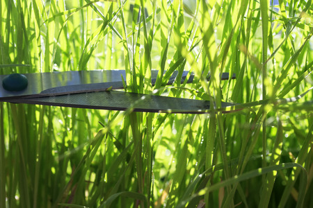 A sharp scissors cut the lush green grass in the garden.