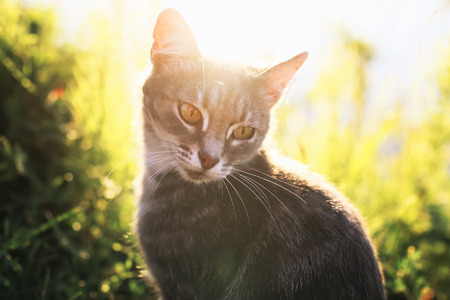 a cat portrait sits on a summer sunny meadow in bright raysの写真素材