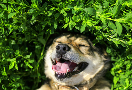 cute dog lying on lush green grass funny tongue hanging out and enjoying the weather and sunshine in springの写真素材