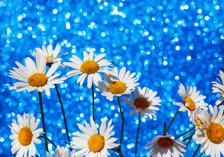 beautiful tender white daisy flowers in a smart bouquet a brilliant holiday blue background with bright circles and shineの写真素材