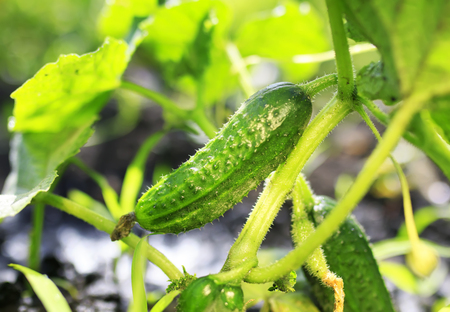 fresh healthy vegetable green cucumber grown in the garden the garden on the farm in summer Sunny day after rainの写真素材