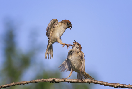 two small funny birds the sparrows in the spring in the park on a branch fly, compete and wave the wingsの写真素材